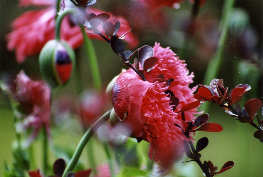 Mohn