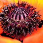 mohn