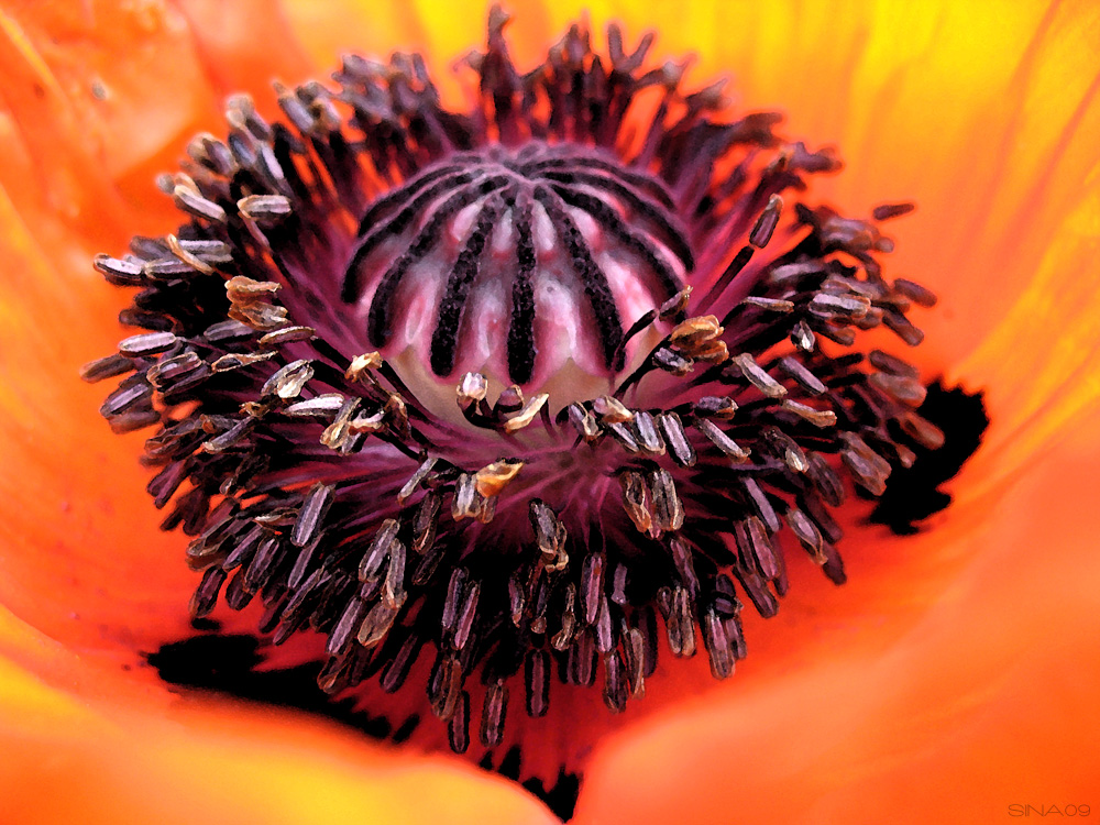 mohn