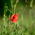 Mohn