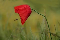 MOHN