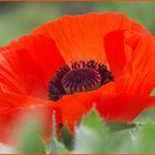 mohn