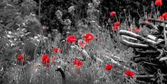 Mohn