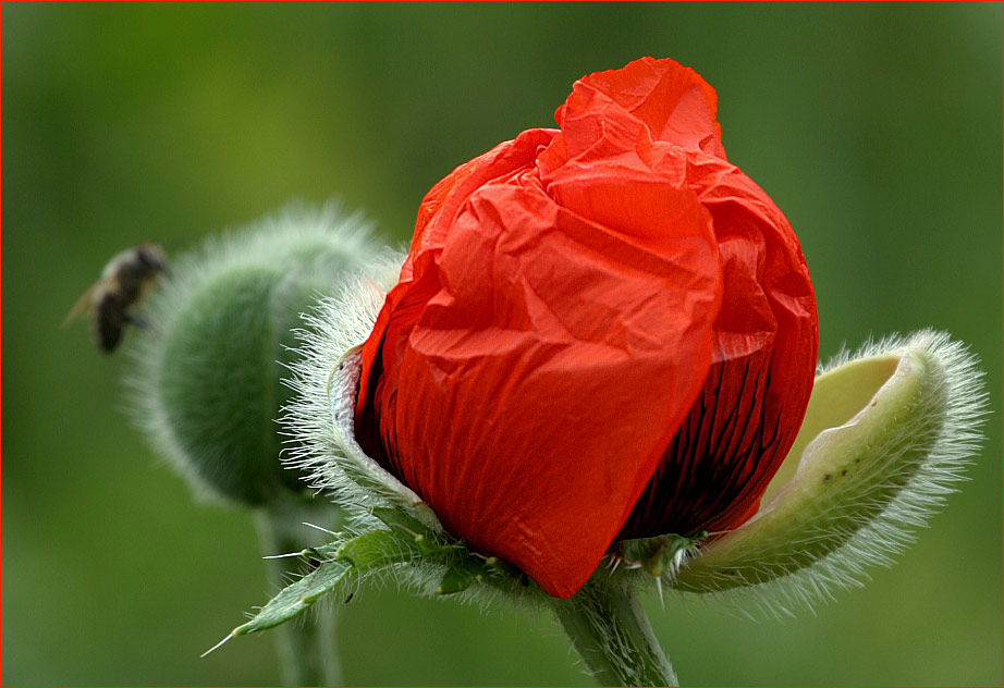 Mohn