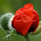 Mohn