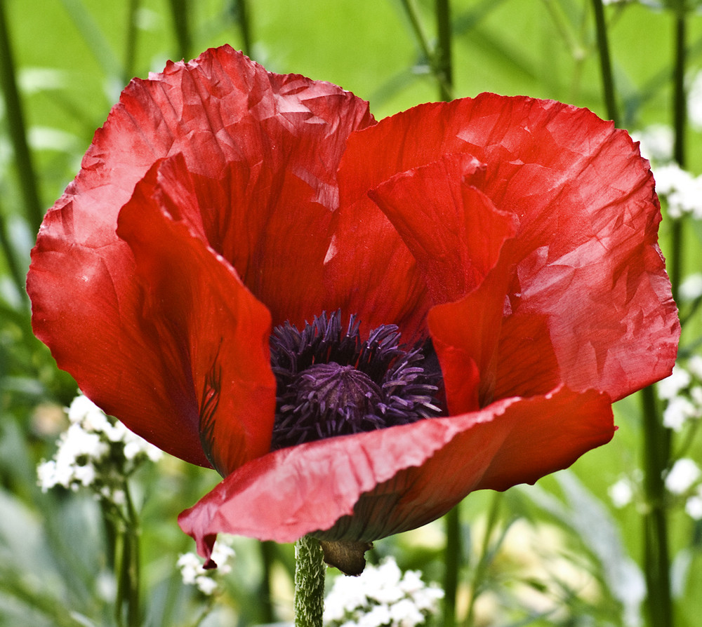 Mohn