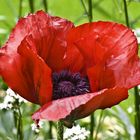 Mohn