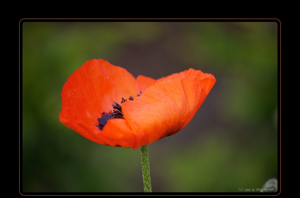 Mohn