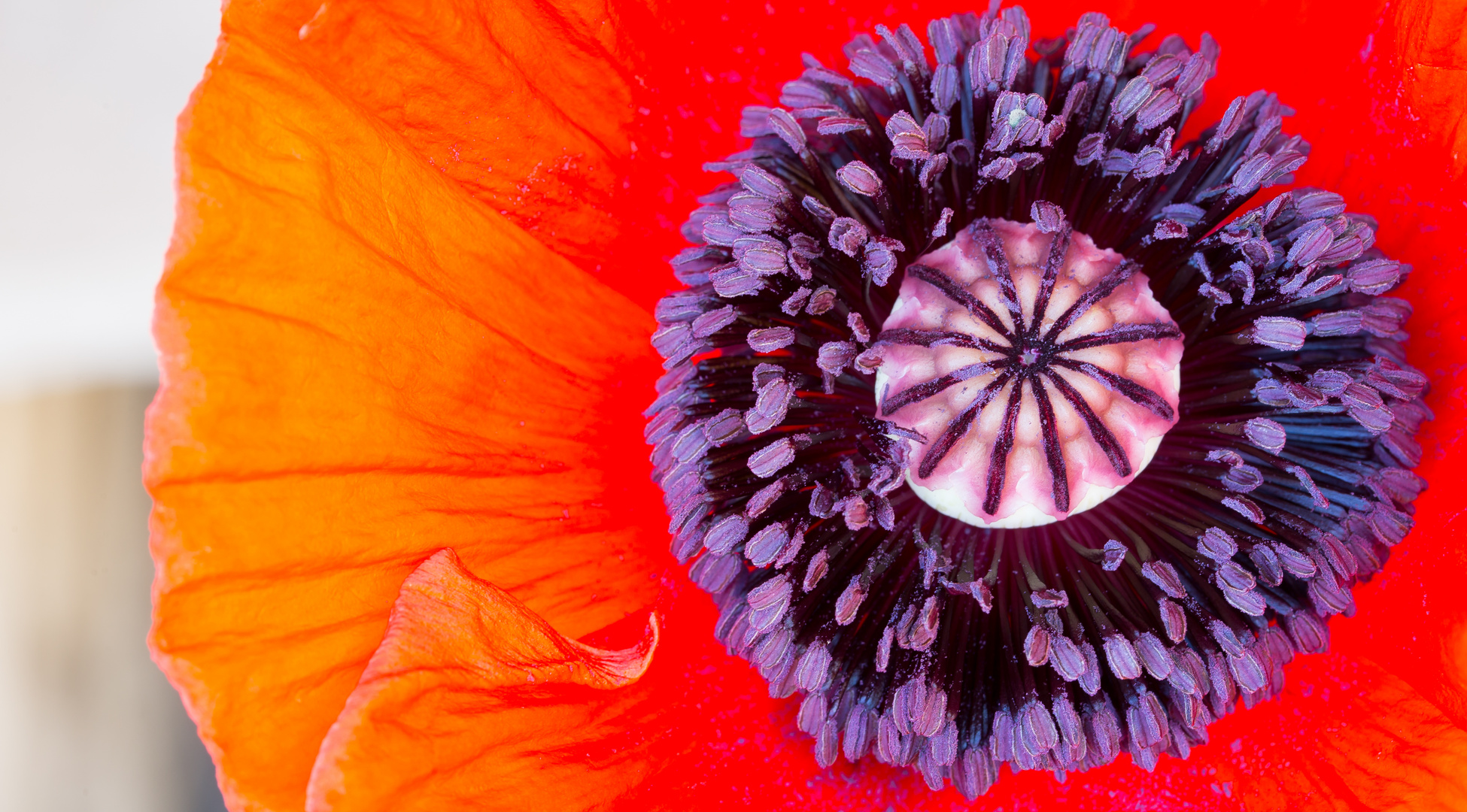 Mohn