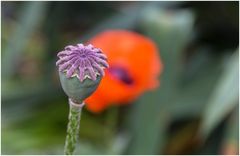 Mohn