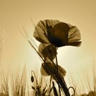 Mohn