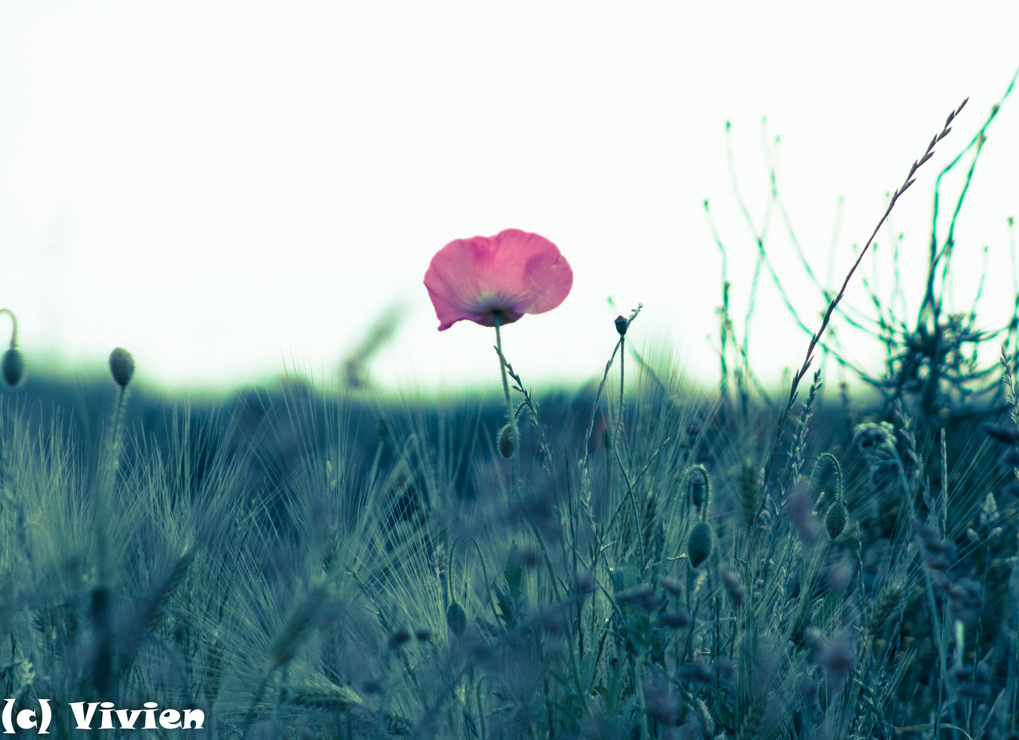 Mohn