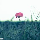 Mohn