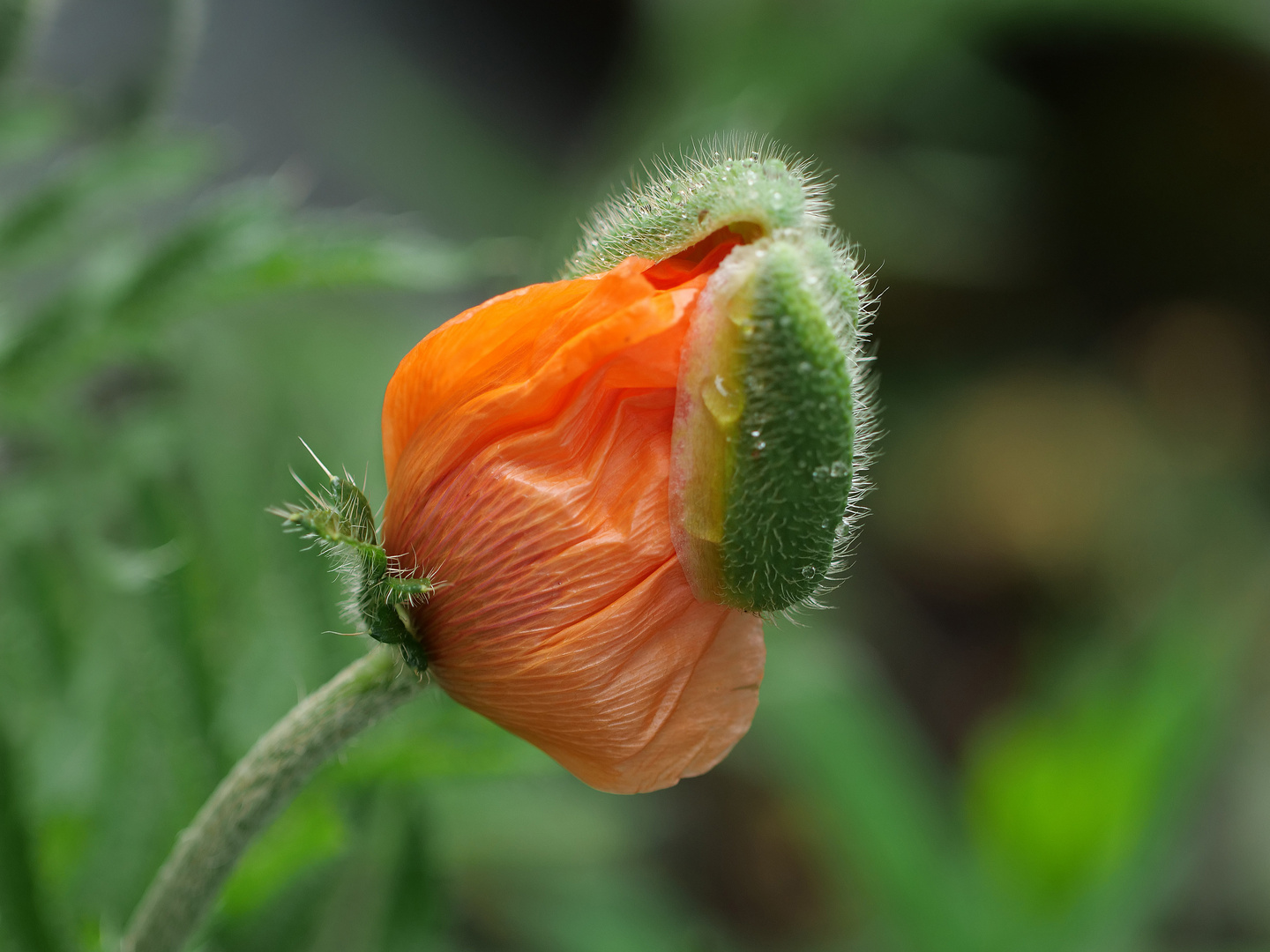 Mohn.