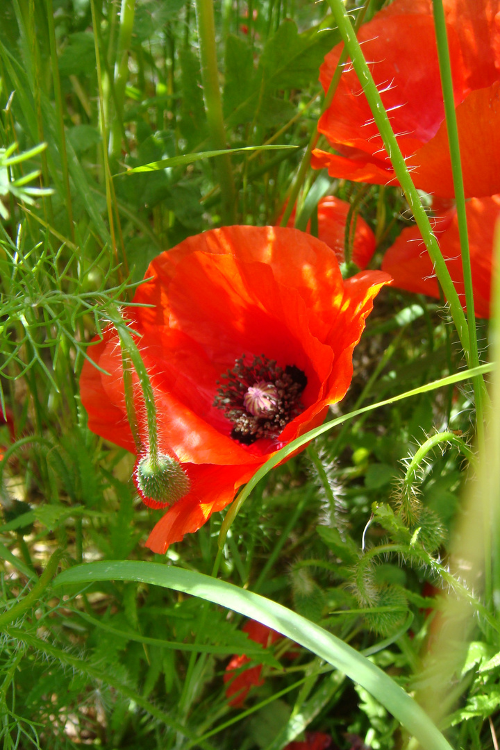 Mohn...