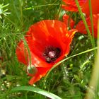 Mohn...