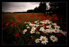 Mohn (1)