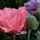 Mohn (1)