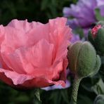 Mohn (1)