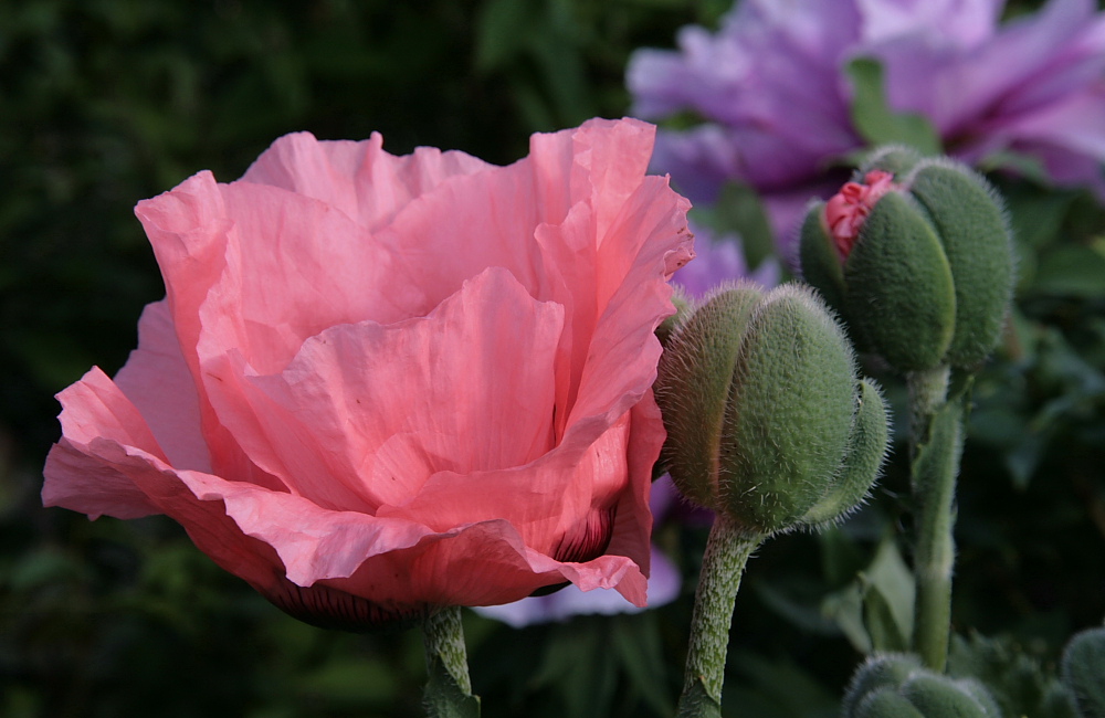 Mohn (1) Foto & Bild | pflanzen, pilze & flechten, blüten- & kleinpflanzen, mohn Bilder auf ...
