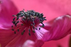 Mohn 1
