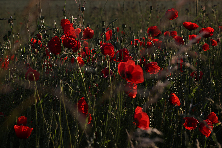 Mohn 1