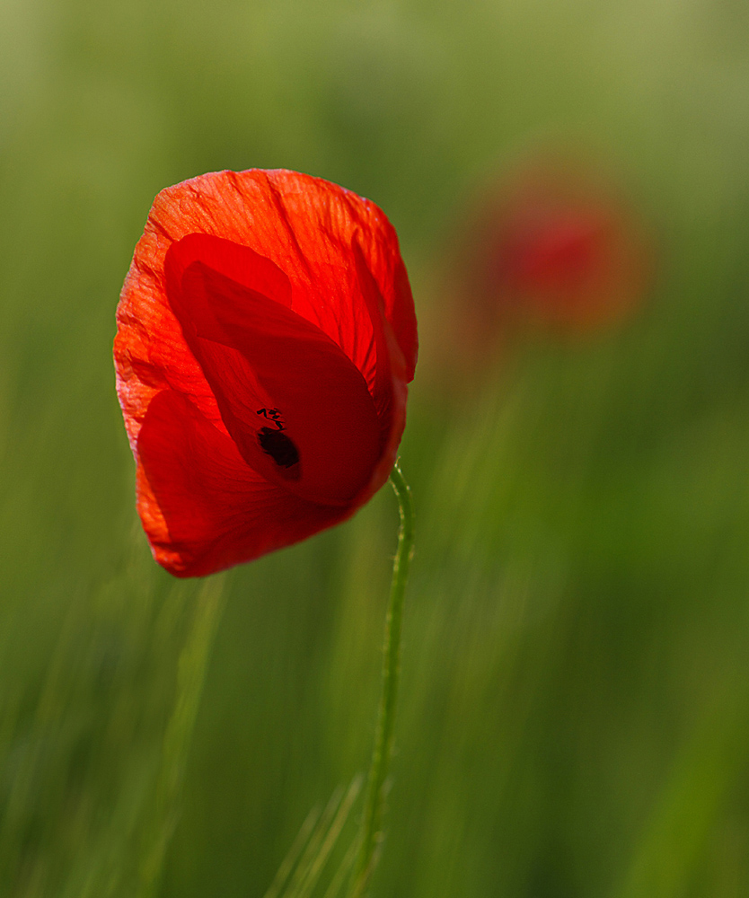 Mohn 1