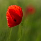 Mohn 1