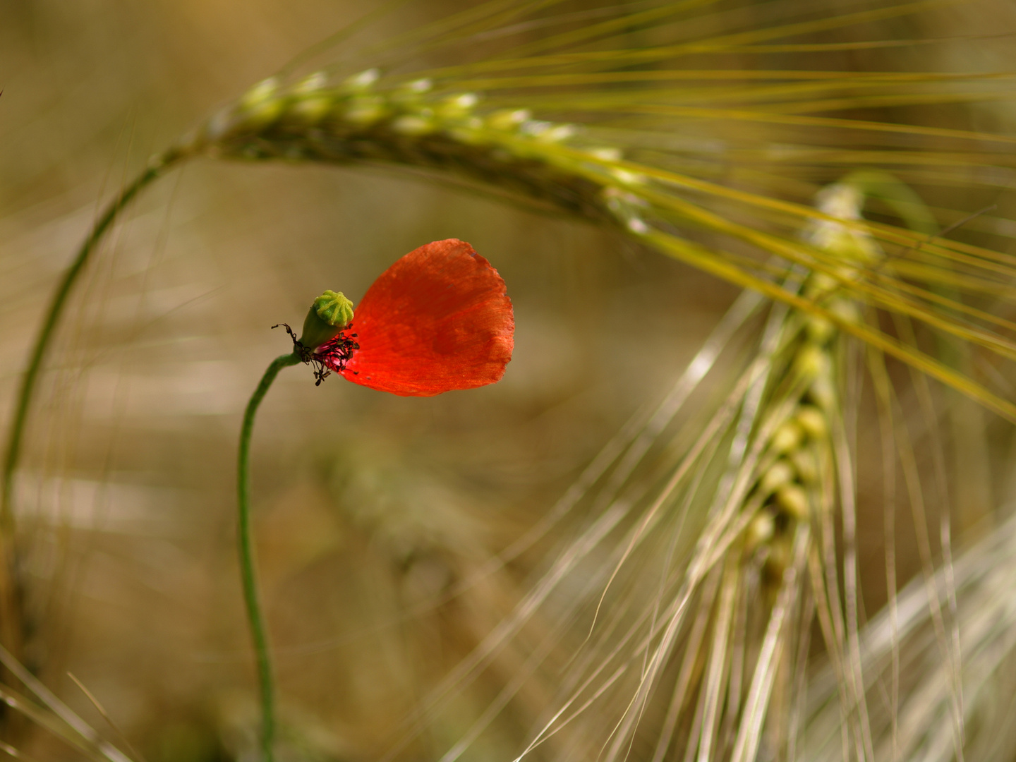 Mohn 1