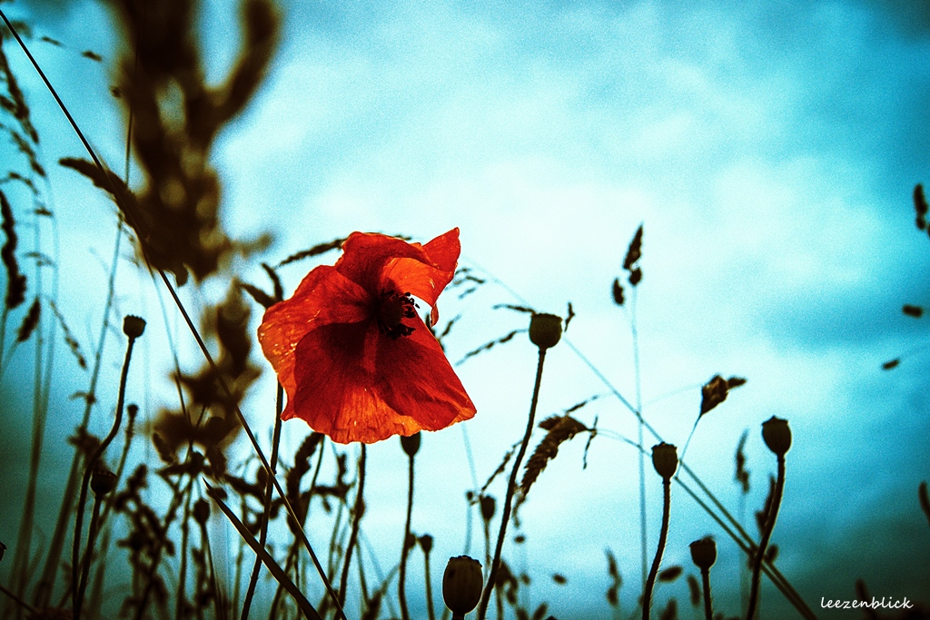 Mohn #1