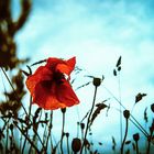 Mohn #1