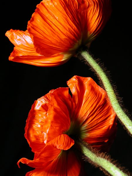 Mohn 1