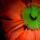 Mohn 1