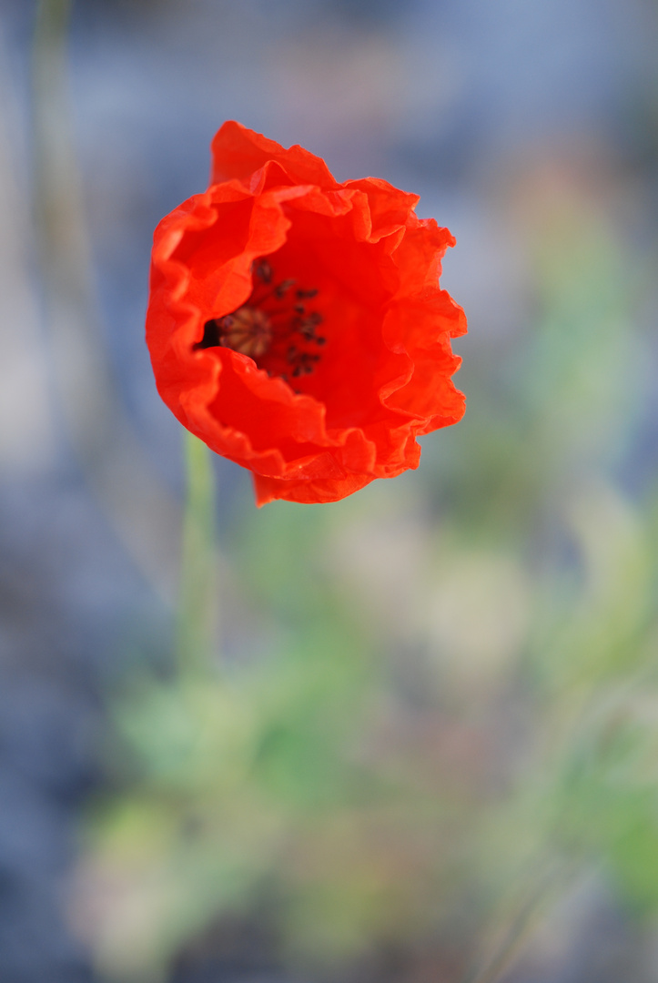 Mohn 1