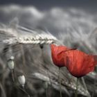 Mohn 1