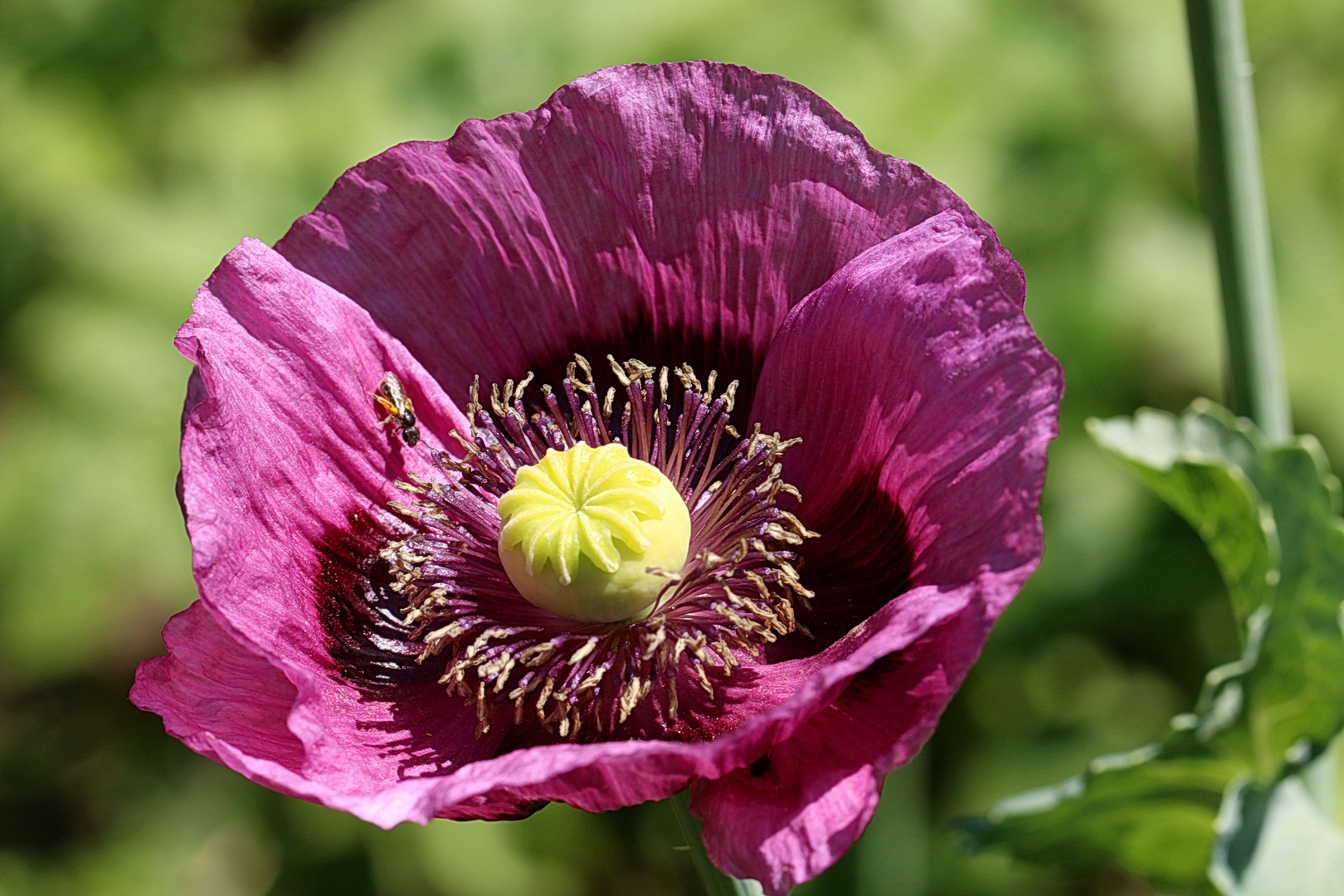 Mohn (1)