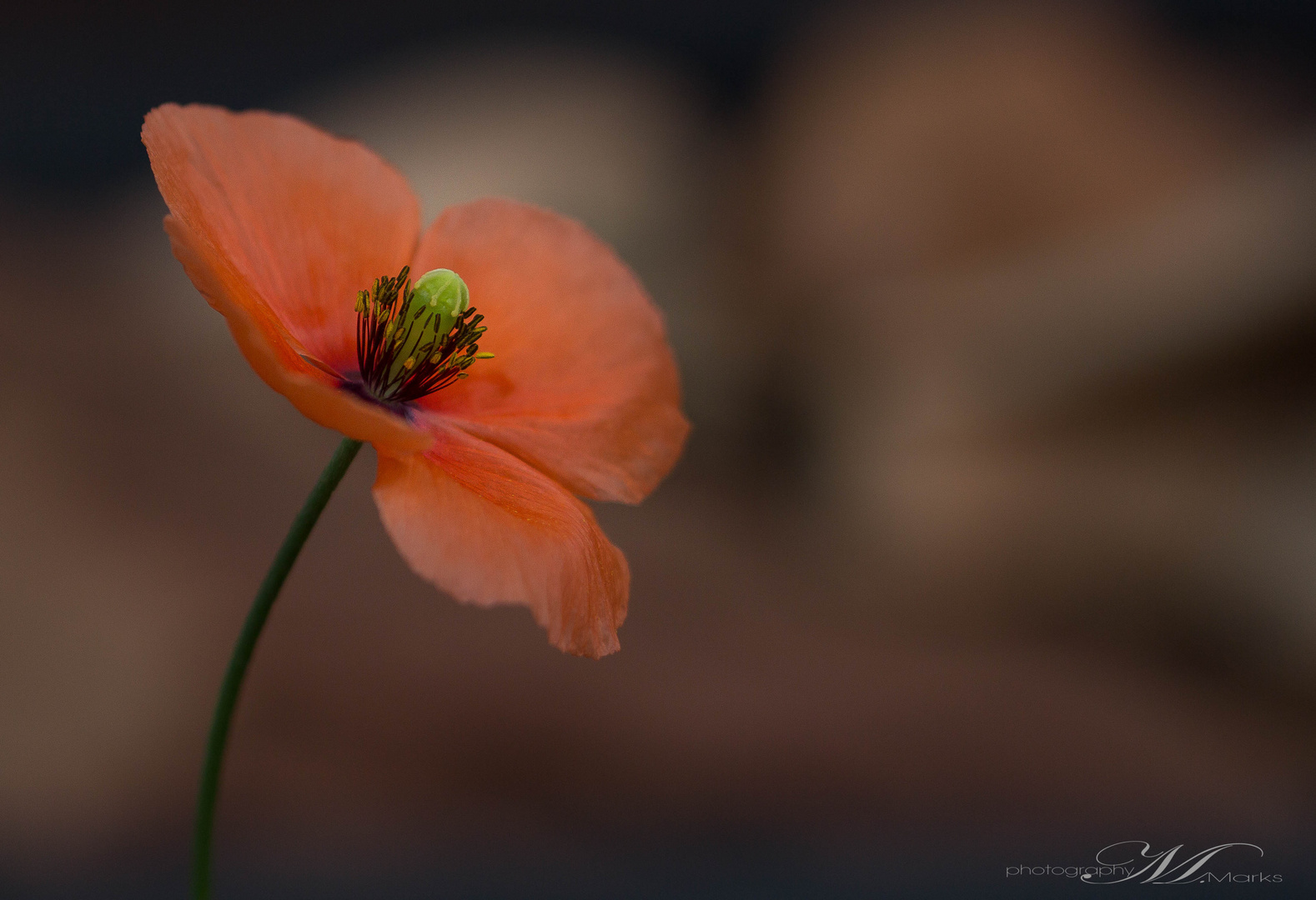 Mohn (1)