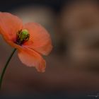 Mohn (1)