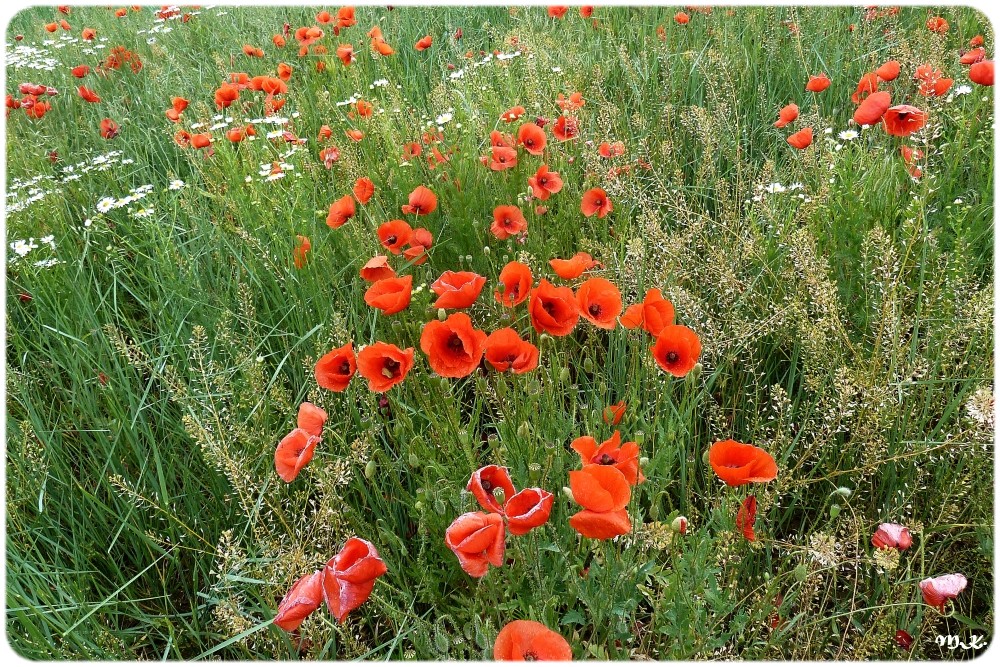 Mohn-1