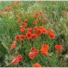 Mohn-1