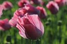 Mohn 1 by Rose41 