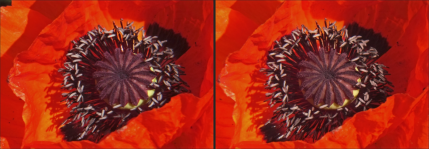 Mohn (1) - 3D