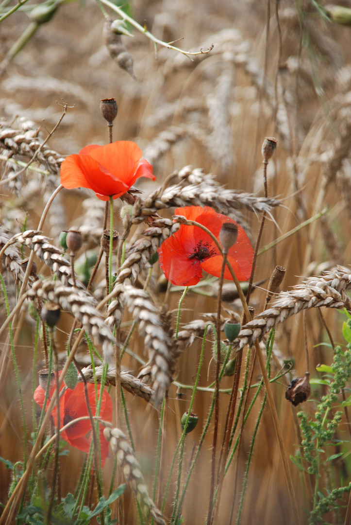 Mohn 1