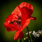 Mohn 1