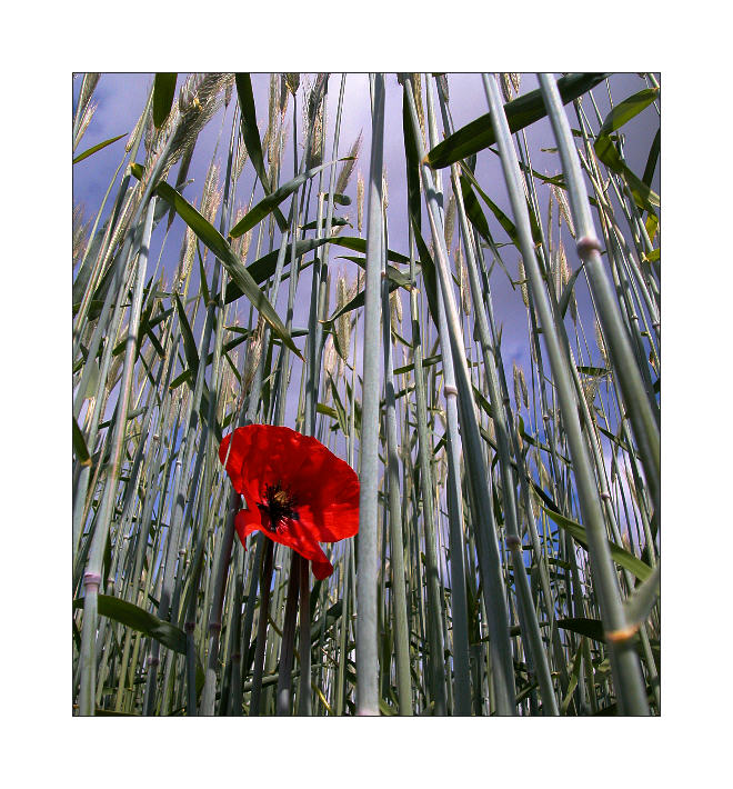 Mohn #1 (4)