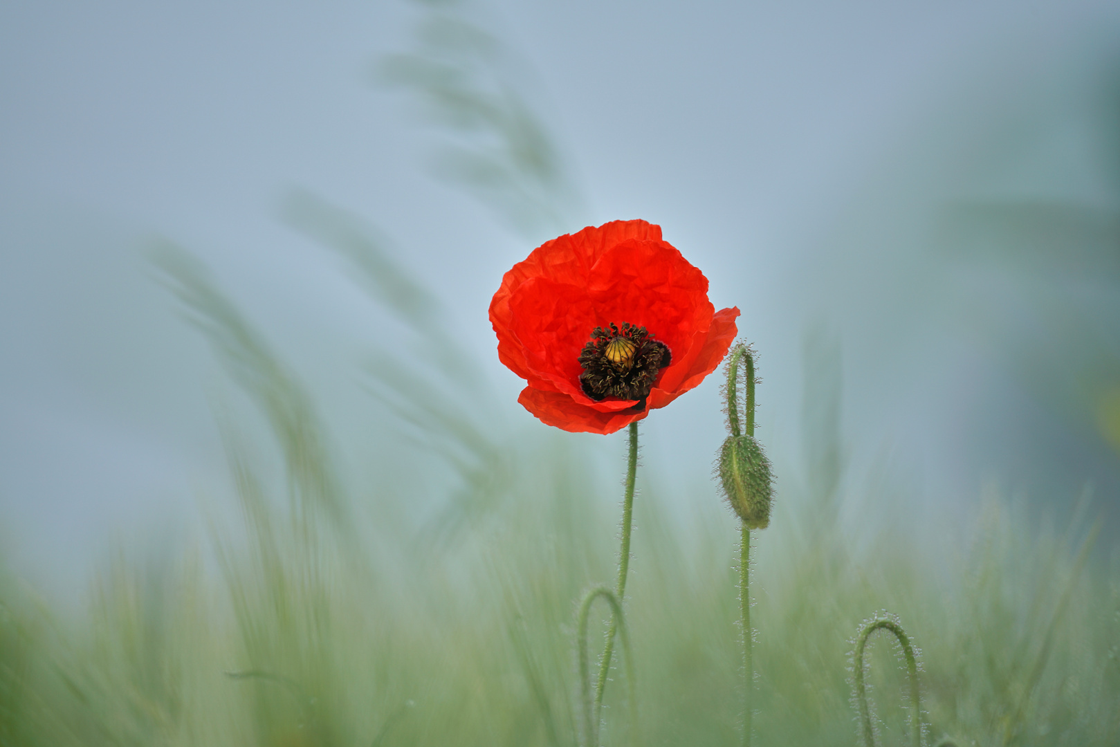 Mohn 1