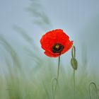 Mohn 1