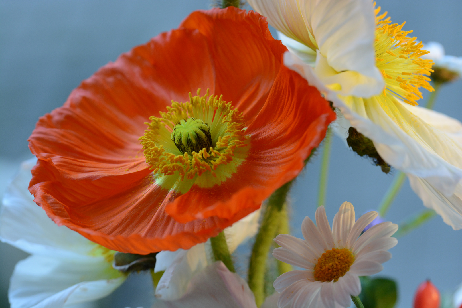 Mohn 1