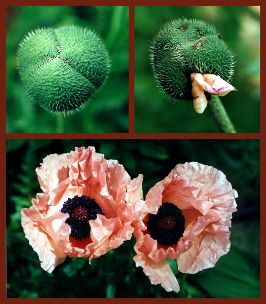 Mohn 1