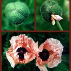 Mohn 1